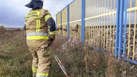 Dziki chciały sforsować ogrodzenie. Zaklinowały się