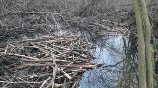 Zniszczona tama bobrów na terenie rezerwatu