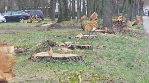 Topole, kasztanowce, klony, brzozy... Uczelnia wycięła 55 dużych drzew