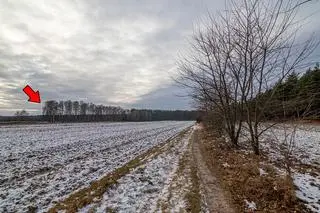 Ciało Jolanty Brzeskiej odnaleziono w Alei Brzóz 