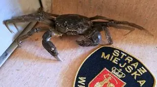 
Krab odwiedził budowę 