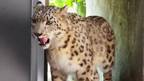 Suri zamieszkała w warszawskim zoo. "To drapieżnik, który widzi, nie będąc widzianym"