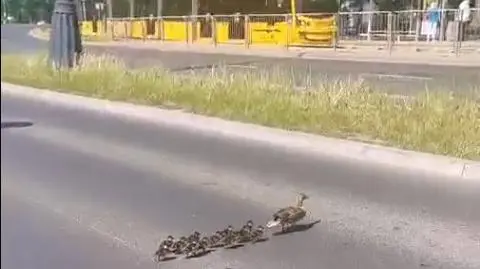 Spacer kaczej rodziny w centrum Warszawy