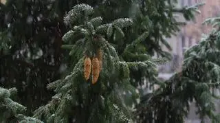 Pierwszy śnieg w stolicy