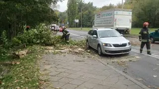 Drzewo spadło na jezdnię