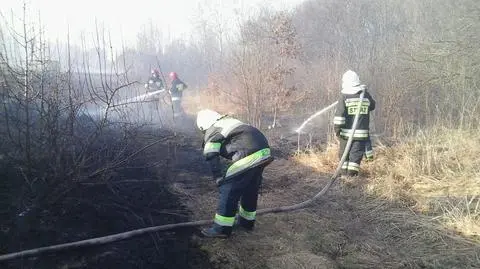 Pożar traw i zarośli przy Gwarków. "Akcje utrudnia porywisty wiatr"