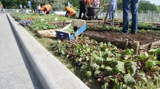 Sadzenie warzyw w ogrodzie na placu Na Rozdrożu