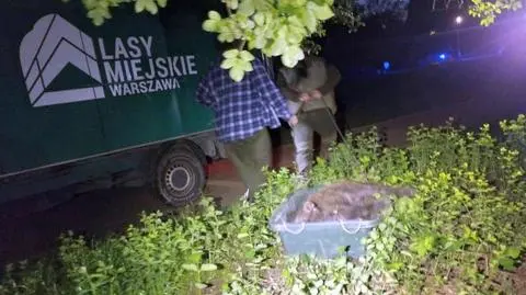 "Nie zważając na ludzi, posilał się w ogrodzie tworzącym roślinny labirynt"