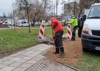 Drzewo przy ulicy Rudnickiego posadzone na środku chodnika