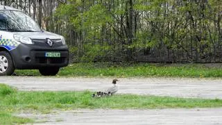 Nurogęsi wędrują przez ruchliwą Wisłostradę