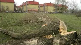 Wycinają drzewa pod trasę tramwajową