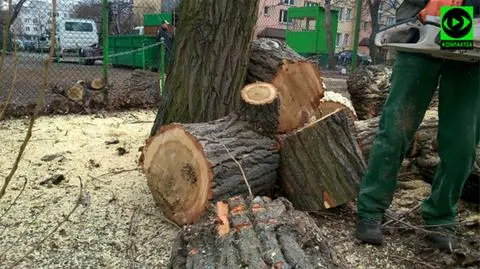 Jedni chcieli wycinki, inni protestują