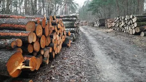 Drzewa wycięte w związku z budową gazociągu warszawskiego