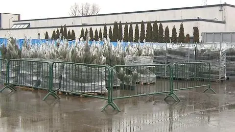 Wymień starą lodówkę czy mikser na choinkę. 1600 drzewek do rozdania