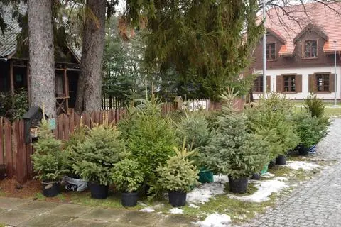 Takie rozwiązanie umożliwi ponowne posadzenie iglaka przez Lasy Miejskie