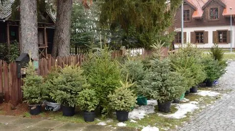 W sobotę poświąteczna zbiórka choinek w doniczkach