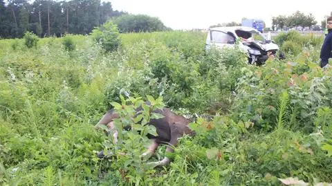 Auto uderzyło w łosia. Zginął pasażer 