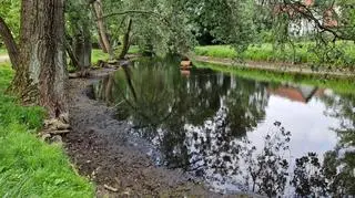 W stawie na terenie Parku Sieleckiego opadła woda