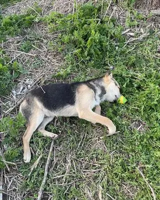 Policja szuka osoby odpowiedzialnej za śmierć psa