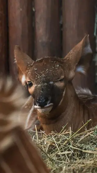 Samiczka antylopy bongo przyszła na świat w warszawskim zoo