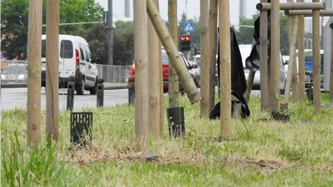 Ktoś zniszczył drzewa. Zarząd Zieleni zawiadomił policję