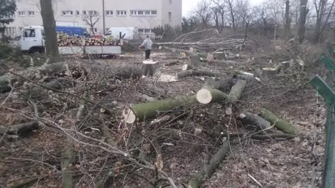 Masowa wycinka na Saskiej Kępie. Przy domu pomocy społecznej