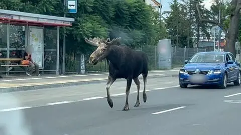 "Szedł swoim pasem, więc ruch prawostronny ma ogarnięty" 