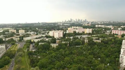 Do 2020 roku miało przybyć milion nowych drzew. Ile posadzono?