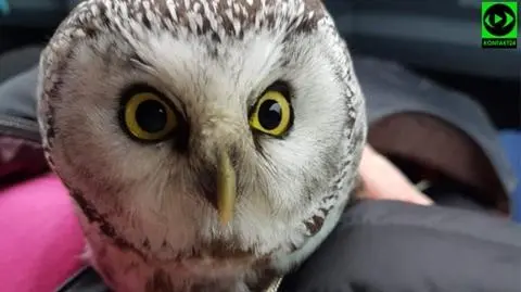 Zwichnięte skrzydło i lądowanie w ogródku