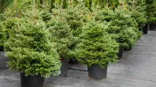 Ratusz zachęca do kupna choinki w doniczce 