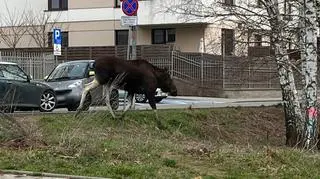 Łoś na Tarchominie 