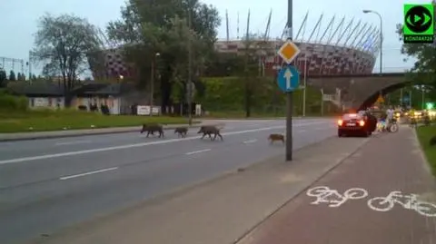 Stado dzików truchcikiem na Narodowy
