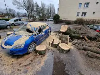 Drzewo przewróciło się na zaparkowane samochody