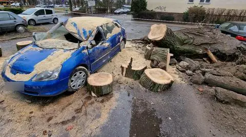 Na parkingu runęła topola. Uszkodziła kilka aut