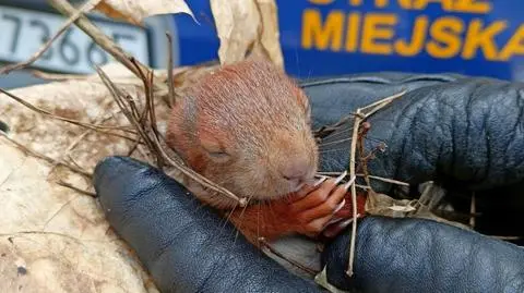 Wiewiórka znaleziona przez spacerowiczkę