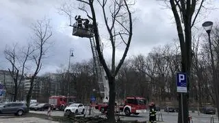 Usuwanie powalonego drzewa w Królewskiej