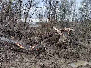 Wycięte drzewa pod budowę mostu pieszo-rowerowego