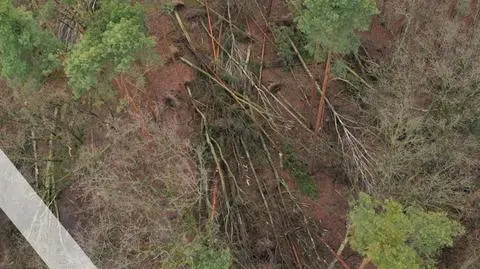 Pas powalonych w nocy drzew w Lesie Kabackim