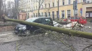 Na Św. Barbary drzewo uszkodziło parking i samochody