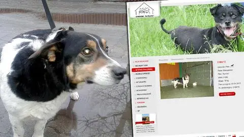 Do schroniska przyjechał... koleją. Wciąż czeka na właściciela