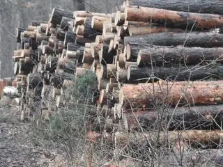 Wycinka na terenie Leśnictwa Zbójna Góra