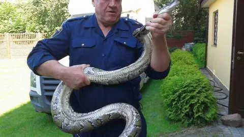 Chcieli skosić trawę w ogródku, czekał na nich pyton tygrysi