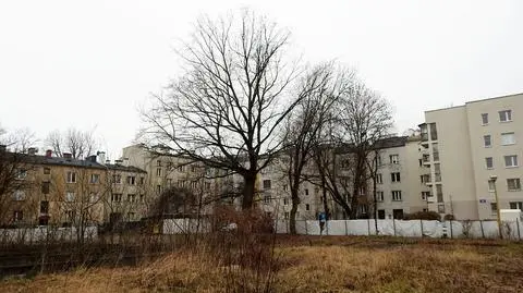 Przesadzą niemal stuletniego dęba pod budowę nowego bloku