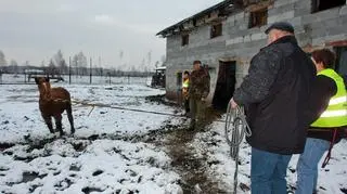 Konie idąc zapadały się w bagnie
fot. Grzegorz Bielawski/Pogotowie dla Zwierząt