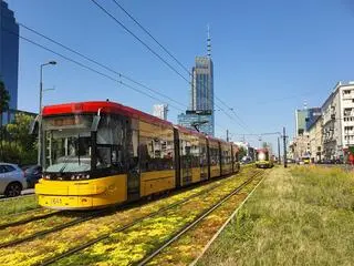 Zielony rozchodnik na torach