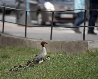 Nurogęsi migrują z Łazienek Królewskich do Wisły 