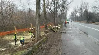 Wycinka drzew wzdłuż Wybrzeża Helskiego