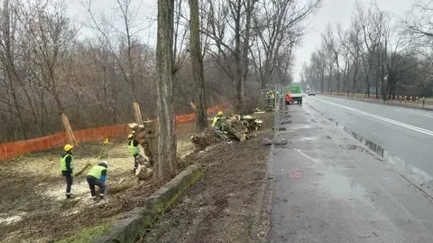 "Tak padają drzewa na Wybrzeżu Helskim". Koniec rozmów, zaczęła się wycinka