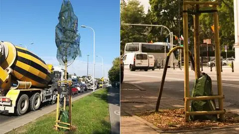 Widzisz usychające drzewo? Ratusz prosi o kontakt 