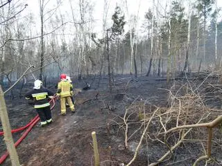 Ogień szedł prosto na zabudowania w Kajetanach